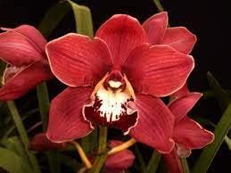 Rot cymbidium orchid blume samen for anpflanzung - drought tolerant, heirloom & gmo free samen for home garten
sale for anpflanzung in home garten.