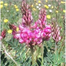 Heirloom shoshone blume samen for anpflanzung colorful display heirloom & gmo free samen for home garten
sale for anpflanzung in home garten