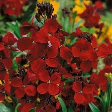 Heirloom scarlet blume samen for anpflanzung long bloom season heirloom & gmo free samen for home garten
sale for anpflanzung in home garten