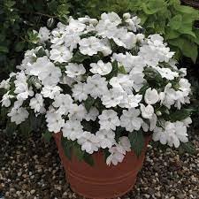 Heirloom impatiens blume samen for anpflanzung sun loving heirloom & gmo free samen for home garten
sale for anpflanzung in home garten