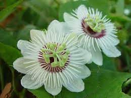 Passiflora blume samen for anpflanzung colorful display heirloom & gmo free samen for home garten
sale for anpflanzung in home garten