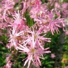 Heirloom lychnis floscuculi blume samen for anpflanzung garten favorite heirloom & gmo free samen for home garten
sale for anpflanzung in home garten