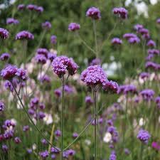 Vervain blume samen for anpflanzung hardy variety heirloom & gmo free samen for home garten
sale for anpflanzung in home garten