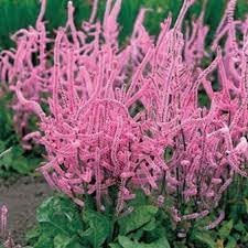 Heirloom suworowii blume samen for anpflanzung low maintenance heirloom & gmo free samen for home garten
sale for anpflanzung in home garten