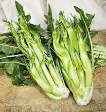 Puntarelle blume samen for anpflanzung vibrant colors heirloom & gmo free samen for home garten
sale for anpflanzung in home garten