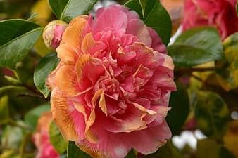Rosa orange camellia blume samen for anpflanzung - low maintenance, heirloom & gmo free samen for home garten
sale for anpflanzung in home garten.