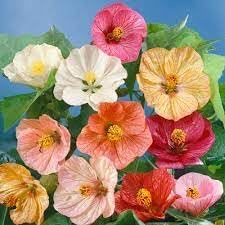 Abutilon blume samen for anpflanzung premium quality heirloom & gmo free samen for home garten
sale for anpflanzung in home garten