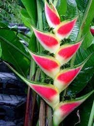Heirloom heliconia wagneriana blume samen for anpflanzung low maintenance heirloom & gmo free samen for home garten
sale for anpflanzung in home garten