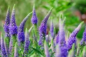 Veronica blume samen for anpflanzung pollinator friendly heirloom & gmo free samen for home garten
sale for anpflanzung in home garten