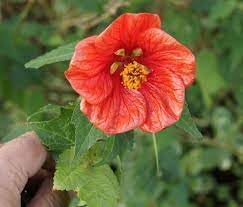 Abutilon hybridum blume samen for anpflanzung - fragrant blossoms, heirloom & gmo free samen for home garten
sale for anpflanzung in home garten