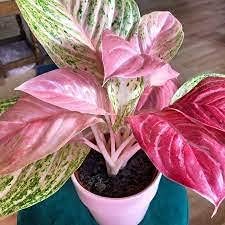 Rosa aglaonema blume samen for anpflanzung - easy to grow, heirloom & gmo free samen for home garten
sale samen for home garten