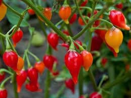Chupetinha pepper aussaat gemüse samen für tiny heat