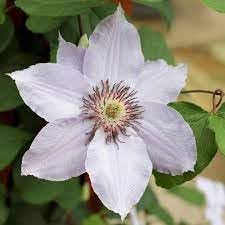 Heirloom virginsbower blume samen for anpflanzung hardy variety heirloom & gmo free samen for home garten
sale for anpflanzung in home garten