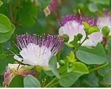 Weiß capparis spinosa blume samen for anpflanzung - perfect for borders, heirloom & gmo free samen for home garten
sale for anpflanzung in home garten.