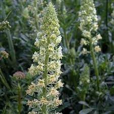 Heirloom mignonette blume samen for anpflanzung sun loving heirloom & gmo free samen for home garten
sale for anpflanzung in home garten