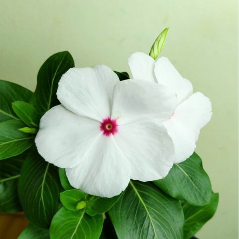 Semillas de flores de vinca blanca y rosa para sembrar, cree un hermoso jardín con flores encantadoras