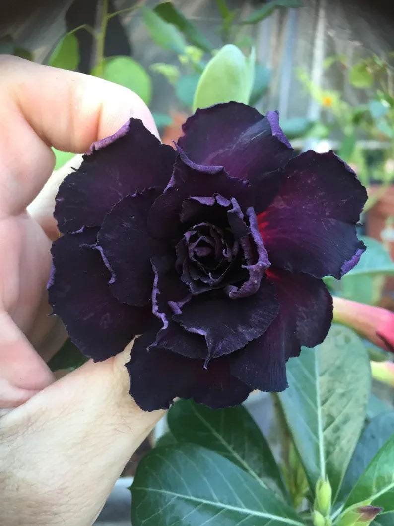 Semillas de rosa del desierto negra: mezcla exótica de flores silvestres, variedad tradicional, sin transgénicos, jardín doméstico