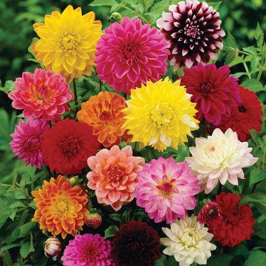 Variedad tradicional de dalias, semillas de flores para sembrar, luminosas, sin OMG, para el jardín doméstico