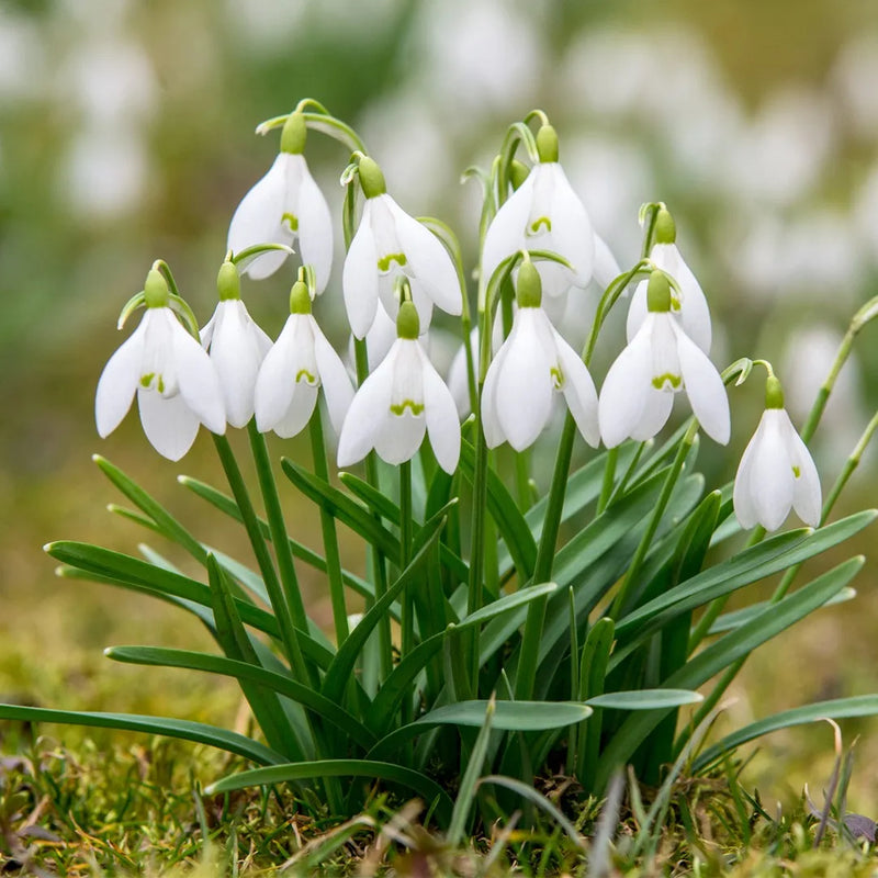 Semillas de planta de campanilla blanca para sembrar, Galanthus nivalis, para exhibiciones florales