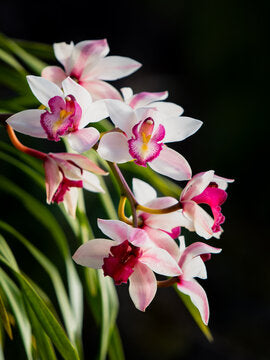 Graines d’orchidée papillon blanche et violette à semer – aime le soleil – variété traditionnelle et graines sans OGM pour jardin familial