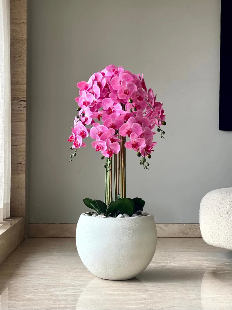 Variedad tradicional de orquídea bola, semillas de flores para siembra, crecimiento compacto, variedad tradicional y sin organismos modificados genéticamente, semillas para jardín doméstico