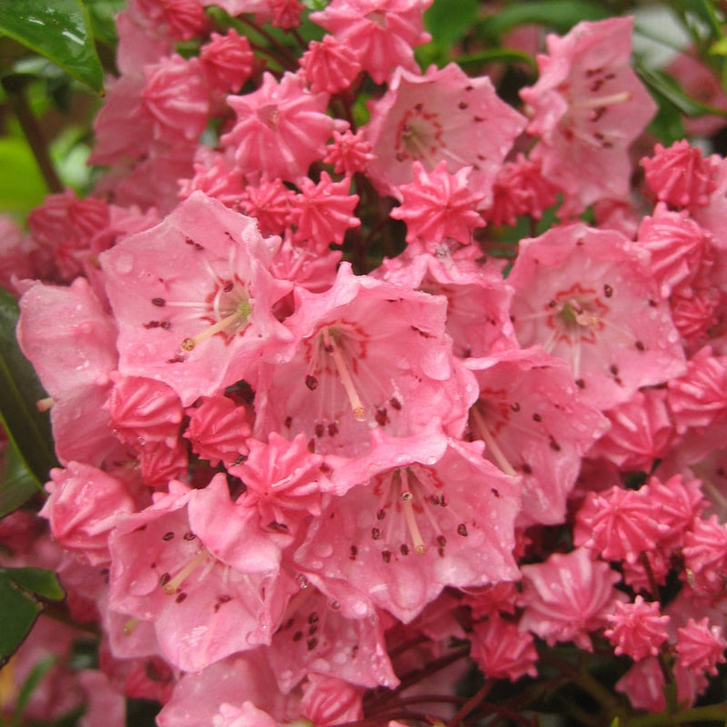Rosa kalmia blume samen for anpflanzung - premium quality, heirloom & gmo free samen for home garten
sale samen for home garten