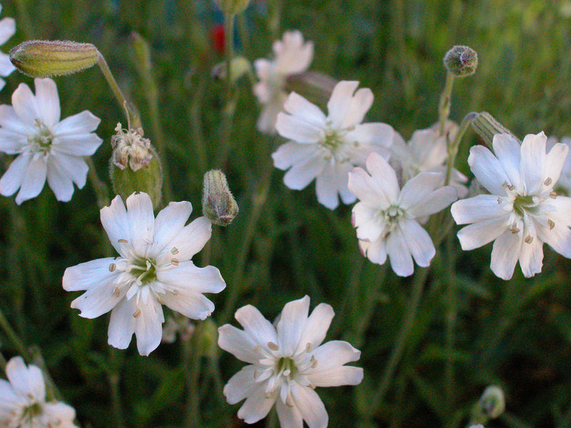 Semillas de flores de atrapamoscas blancas para siembra – tolerantes a la sequía – variedad tradicional y sin ingeniería genética, semillas para el jardín doméstico