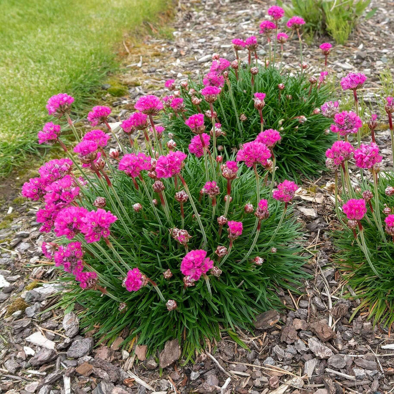 Rosa thrift joystick blume samen for anpflanzung - perfect for borders, heirloom & gmo free samen for home garten
sale samen for anpflanzung in home garten