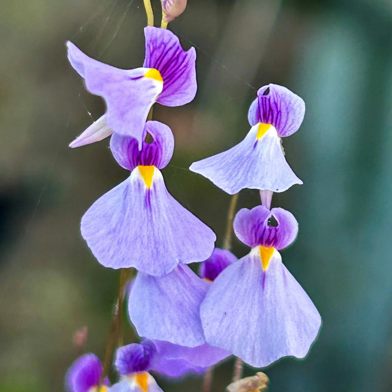 Violet utricularia blume samen for anpflanzung - wildflower mix, heirloom & gmo free samen for home garten
sale samen for home garten