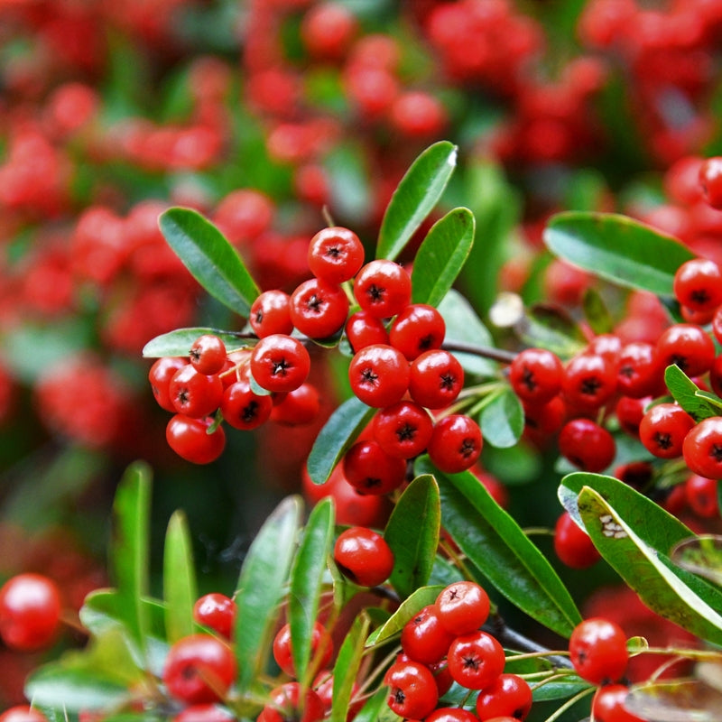 Rot firethorn blume samen for anpflanzung colorful display heirloom & gmo free samen for home garten
sale samen for home garten anpflanzung