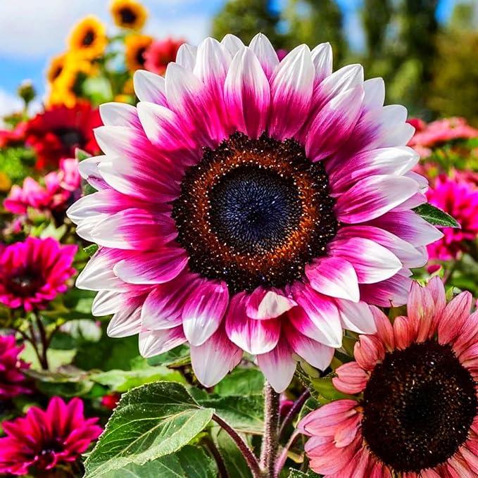 Rosa weiß sunflower blume samen for anpflanzung - cottage garten essential, heirloom & gmo free samen for home garten
sale samen for anpflanzung in home garten