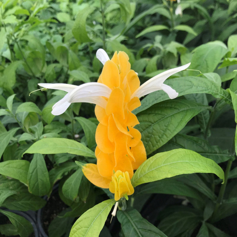 Weiß gelb pachystachys blume samen for anpflanzung fragrant blossoms heirloom & gmo free samen for home garten
sale samen for home garten anpflanzung