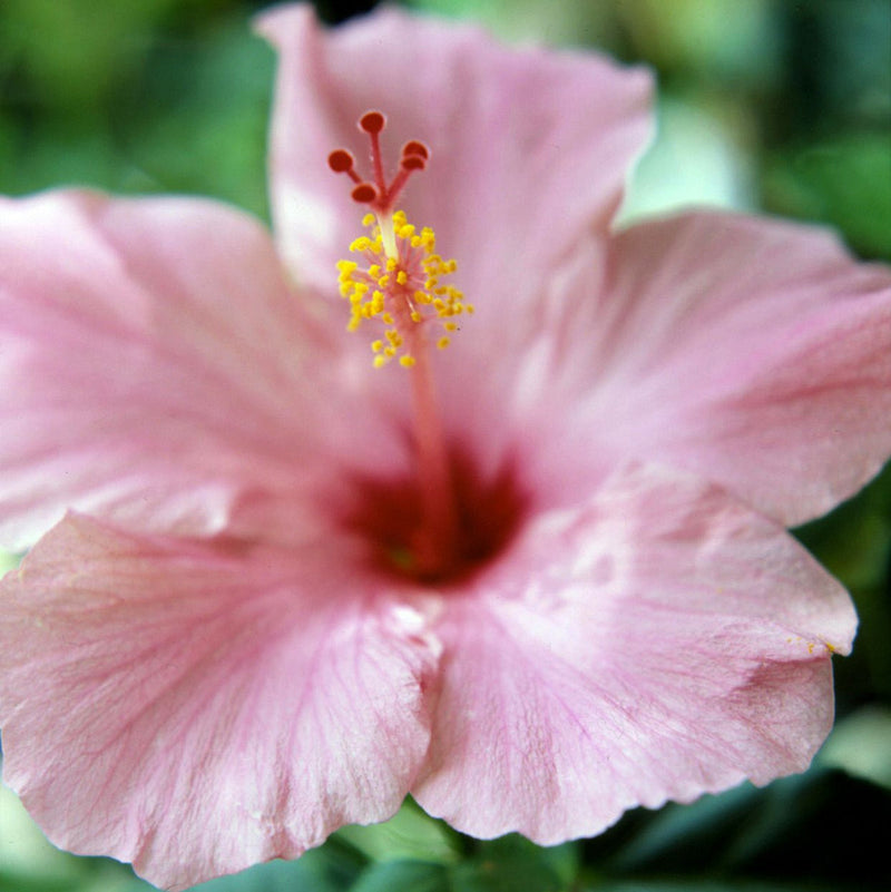 Pale rosa hibiscus blume samen for anpflanzung pollinator friendly heirloom & gmo free samen for home garten
sale samen for home garten anpflanzung