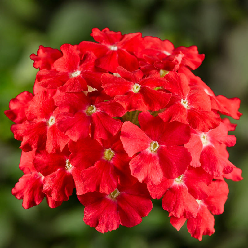 Rot verbena scarlet blume samen for anpflanzung garten favorite heirloom & gmo free samen for home garten
sale samen for home garten anpflanzung