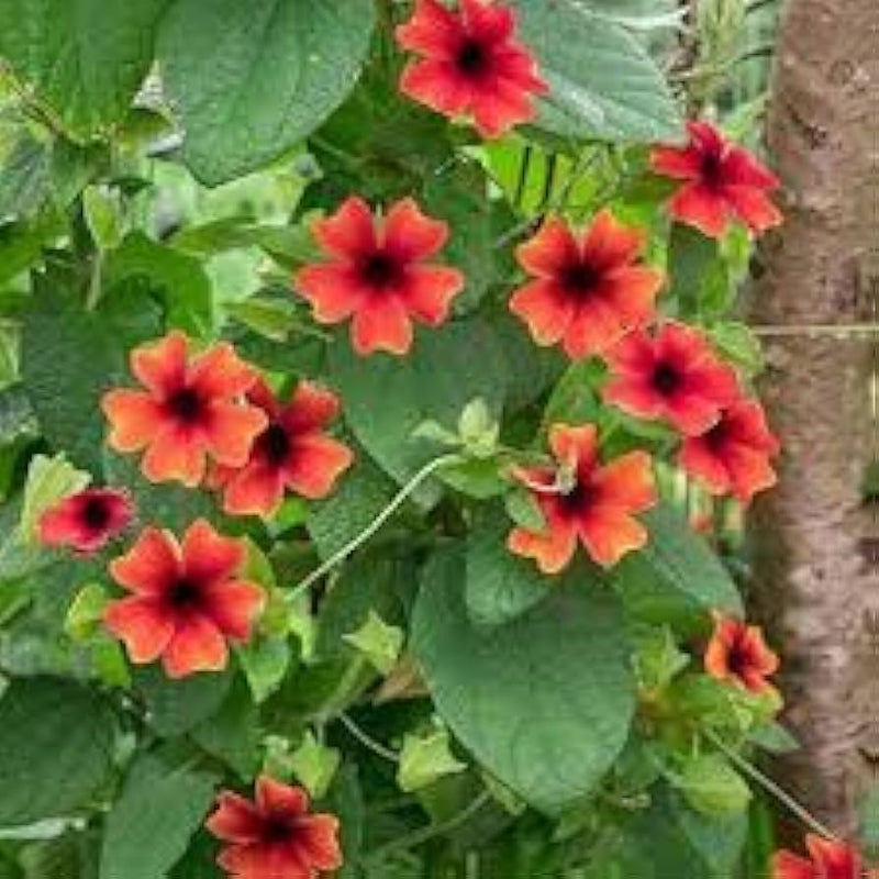 Alata blume samen for anpflanzung - drought tolerant, heirloom & gmo free samen for home garten
sale samen for anpflanzung in home garten
