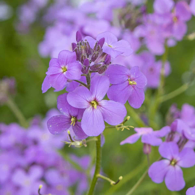Violet dame's rocket blume samen for anpflanzung fragrant blossoms heirloom & gmo free samen for home garten
sale samen for home garten anpflanzung