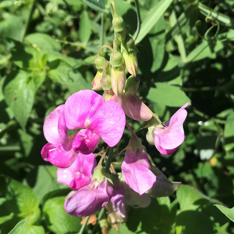 Rosa lathyrus blume samen for anpflanzung seasonal bloomer heirloom & gmo free samen for home garten
sale samen for home garten anpflanzung
