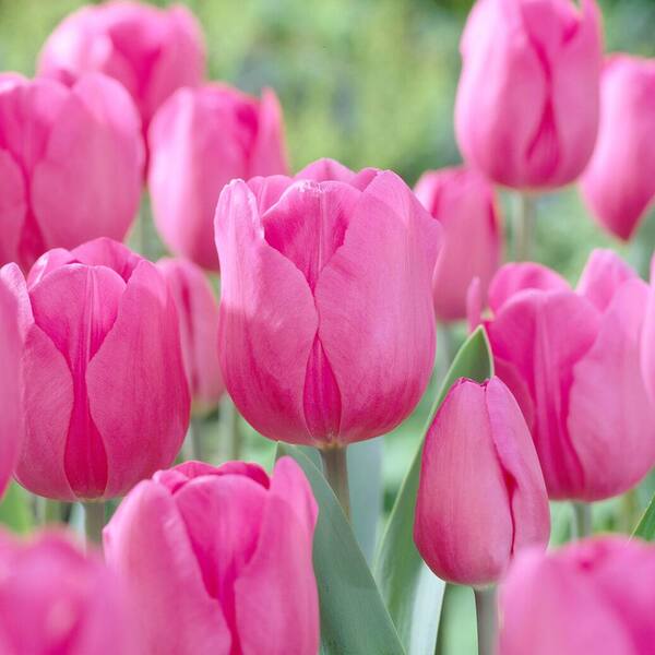 Rosa tulip blume samen for anpflanzung vibrant colors heirloom & gmo free samen for home garten
sale samen for home garten anpflanzung