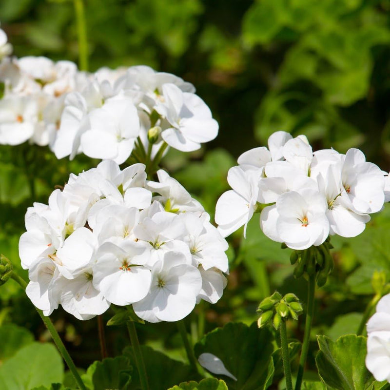 Weiß geranium pelargonium blume samen for anpflanzung pollinator friendly heirloom & gmo free samen for home garten
sale samen for home garten anpflanzung