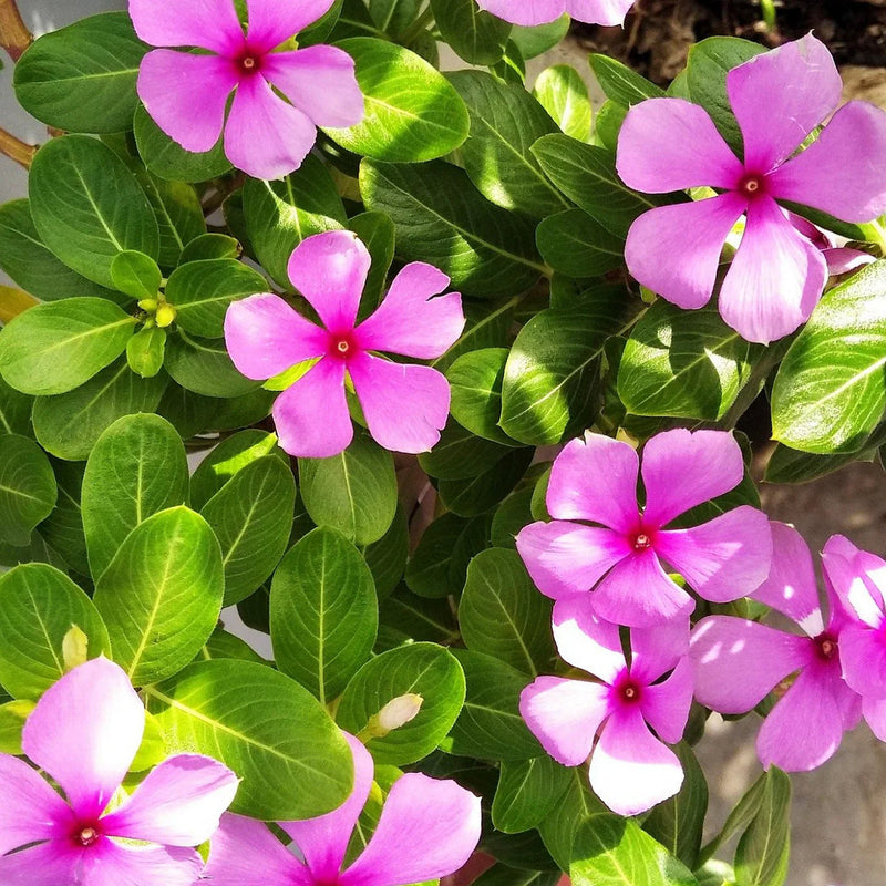 Rosa periwinkle blume samen for anpflanzung premium quality heirloom & gmo free samen for home garten
sale samen for home garten anpflanzung