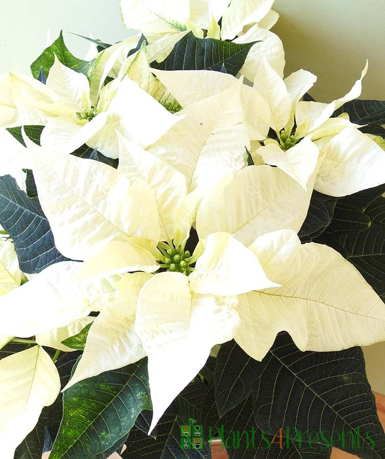 Poinsettia (poinsettia blume) samen for anpflanzung in home garten