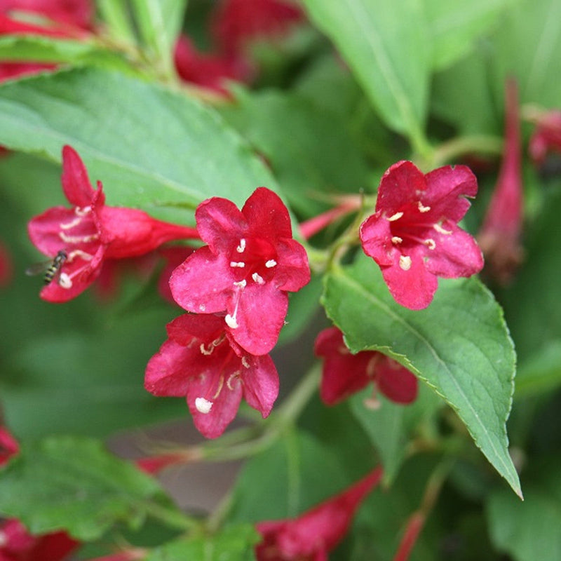 Weigela blume samen for anpflanzung drought tolerant heirloom & gmo free samen for home garten
sale samen for home garten anpflanzung