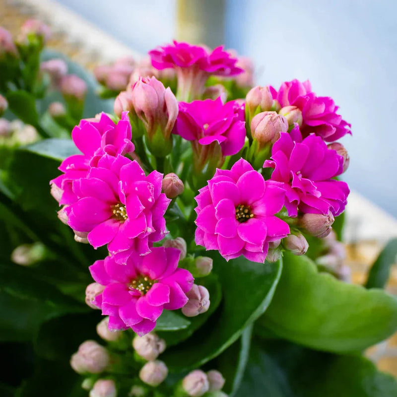 Rosa kalanchoe blume samen for anpflanzung low maintenance heirloom & gmo free samen for home garten
sale samen for home garten anpflanzung