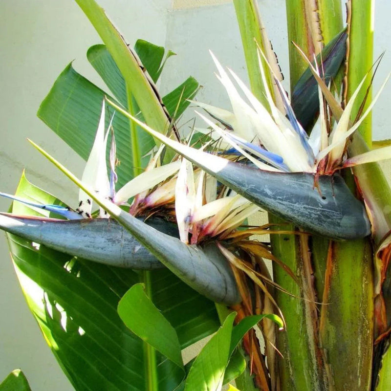 Weiß strelitzia blume samen for anpflanzung garten favorite heirloom & gmo free samen for home garten
sale samen for home garten anpflanzung