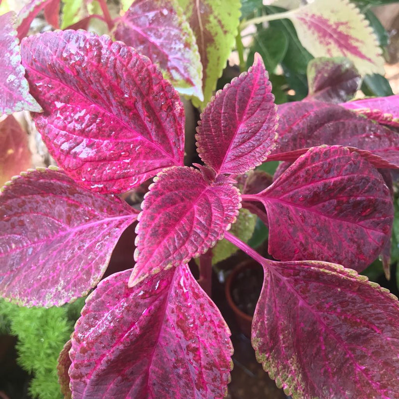 Rosa coleus blume samen for anpflanzung sun loving heirloom & gmo free samen for home garten
sale samen for home garten anpflanzung
