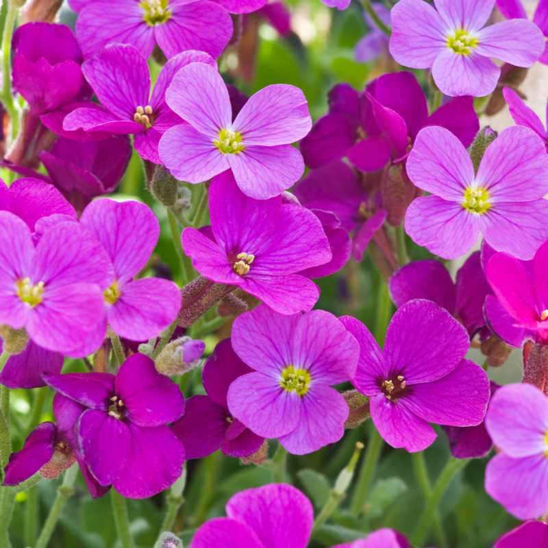 Aubretia lila blume samen for anpflanzung perfect for borders heirloom & gmo free samen for home garten
sale for anpflanzung in home garten
