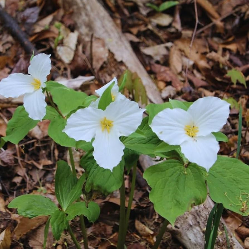Trillium blume samen for anpflanzung premium quality heirloom & gmo free samen for home garten
sale for anpflanzung in home garten