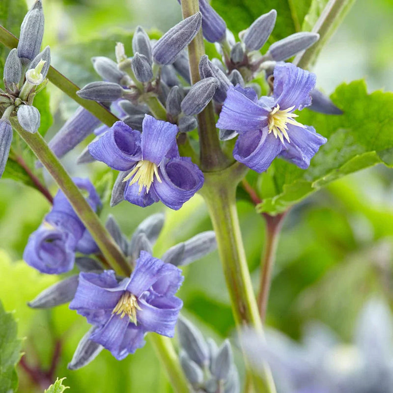 Clematis heracleifolia blume samen for anpflanzung pollinator friendly heirloom & gmo free samen for home garten
sale samen for home garten anpflanzung