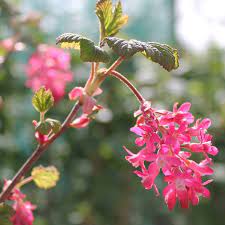 Rosa ribes sanguineum blume samen for anpflanzung - perfect for borders, heirloom & gmo free samen for home garten
sale samen for anpflanzung in home garten