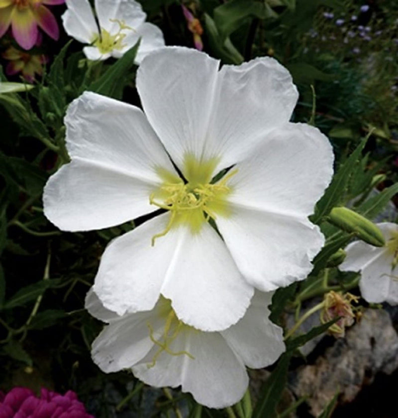 Weiß oenothera blume samen for anpflanzung - wildflower mix, heirloom & gmo free samen for home garten
sale for anpflanzung in home garten
